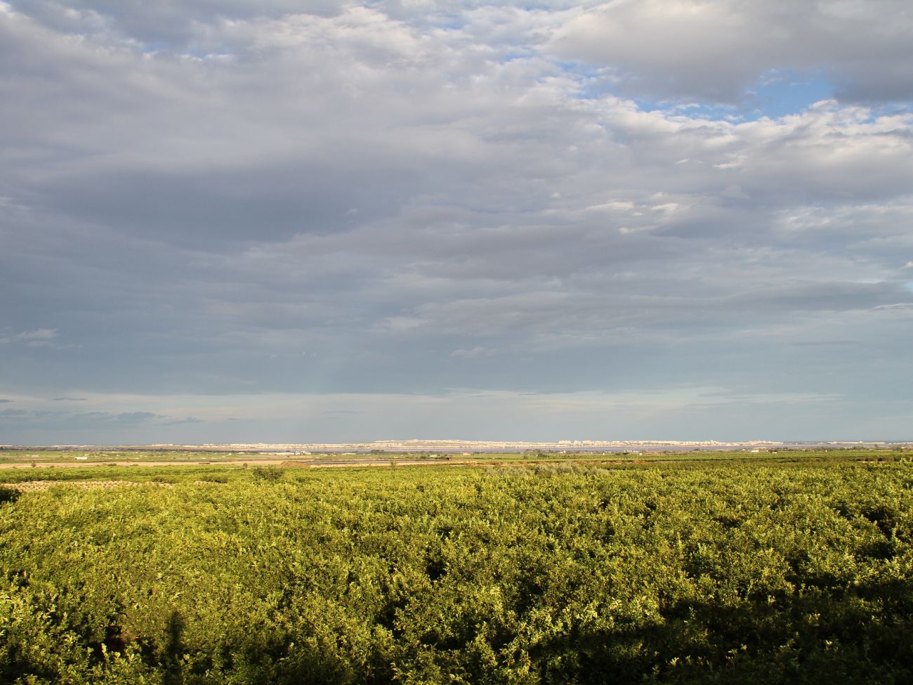 campos de torrevieja parque